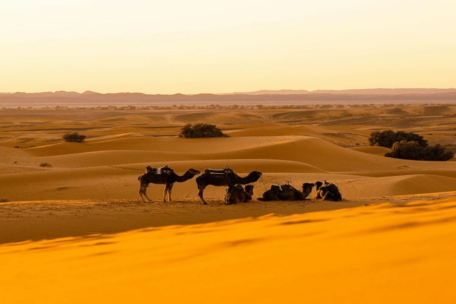 6 días desde Casablanca al desierto